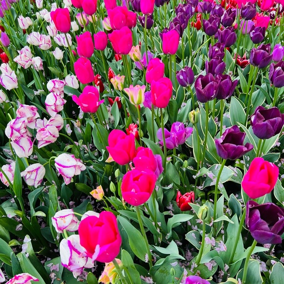 Meet your Posher, A-lee-see-uh - Picture 1 of 1